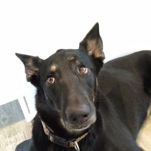 Meet your Posher, Shane